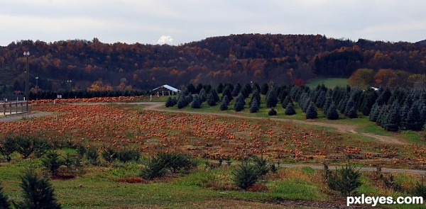 The Pumpkin Patch